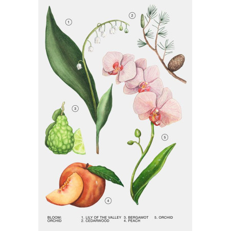 ZARA Orchid 180ml — чуттєвий шлейф з мускусу, деревини та амбри, створений в Іспанії — вигляд товару
