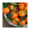 Крем для рук Atelier Rebul Mandarine Hand Cream 30ml — компактний формат для сумки чи подорожей, захист від сухості, доглянутий