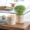 Аромасвічка Atelier Rebul Fresh Cut Fig Coconut Scented Candle 650g — зелені верхні ноти дерев'яна серцевина, фігове дерево з