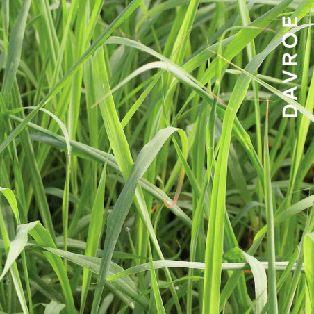 Спрей-кондиціонер Davroe Tame Detangler 75ml — ретельно кондиціонує, миттєво розплутує, для тонкого та дитячого волосся вигляд