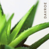 Шампунь для чутливої шкіри голови Davroe Scalp Remedy Shampoo 325 ml — глибоко очищує шкіру, нормалізує роботу сальних залоз —