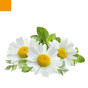 Ефірна олія ромашки